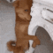 clingy_dog animated emote