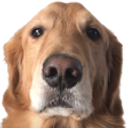 DogO static emote