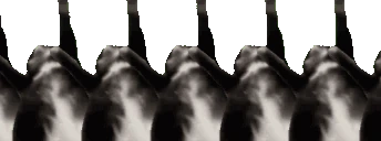 Jigglinconga emote