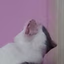 JacScream emote