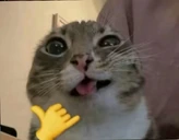 Sendy emote