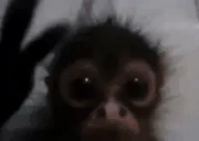 monkeyLag emote