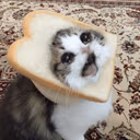 CE_SadCat2 emote