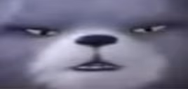 about2bear emote