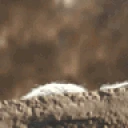 GroguHello emote