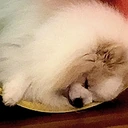 pomsleep emote