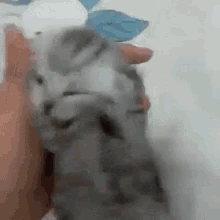 Crisiscat emote