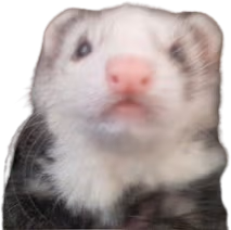 Ferret_wtf emote