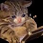 sadcat emote
