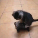 catridingatutelnowaypogmanwtf animated emote