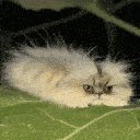 ohio_cat emote
