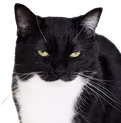 maxwellsquint emote