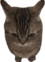 killer_cat emote
