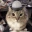 soundthecaralarm emote