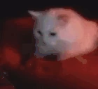 catPillow emote