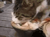 CatEatingCoconut emote