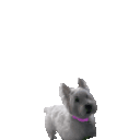 ZOOMIES animated emote