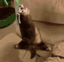 FerretSpin emote