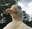 duck_hat emote