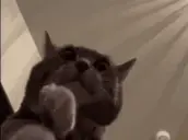 catClap emote