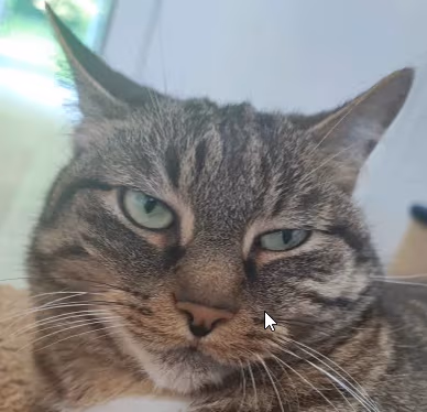 SideEyes emote