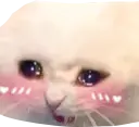 crycatblush emote