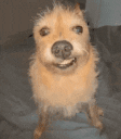 um animated emote