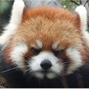 redpanda_angry emote
