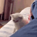 FIGHTMEBITCH emote
