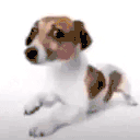 aaFolou animated emote