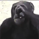 sadMonke emote