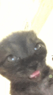 Yamii emote