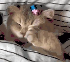 sleep emote