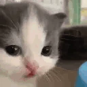 Awkward emote