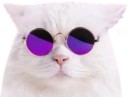 coolcat emote