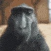 monkey_rizz emote