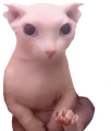 Bingus emote