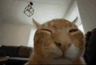 buhFlip emote