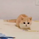 catArrive emote