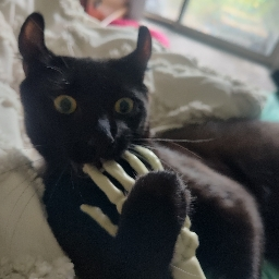 entomutual avatar