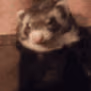 CE_FerretYawn emote