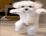 ESHLI emote