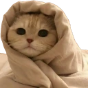 ComfyCat emote