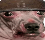 WAR static emote