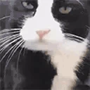 catLick emote