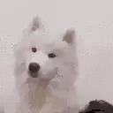 Dog emoji