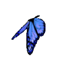 ButterFly animated emote