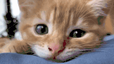 smotrit animated emote