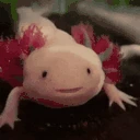 AxolotlVeryPog emote