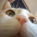 CE_look2 emote